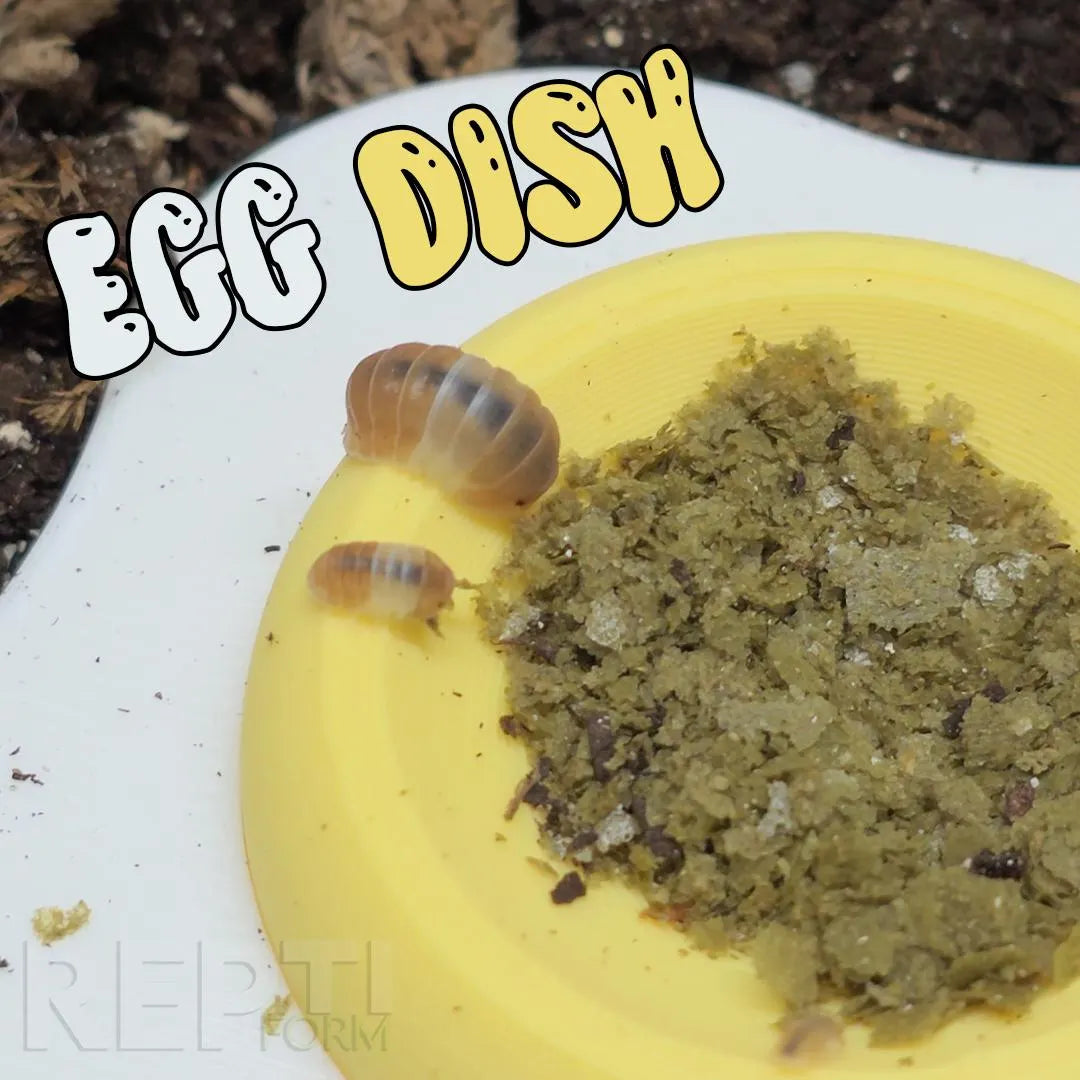 Feeding / Calcium Dishes